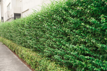 ivy covered wall