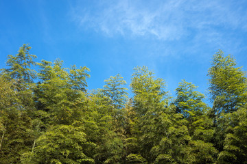 青空の下の竹林