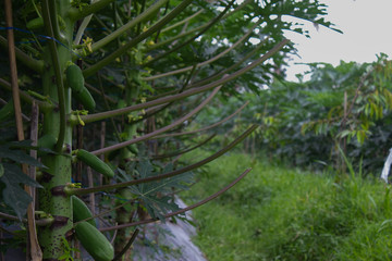 Papaya Plantation in Merapi Mount Dukun Magelang Central Java