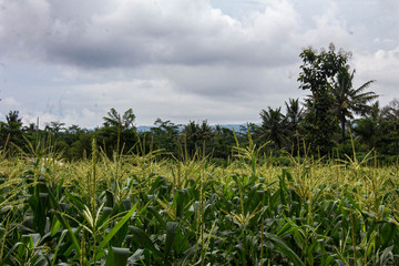 corn field under blue sky  