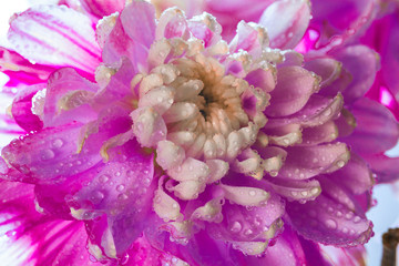 High key close up flower isolated against a white background