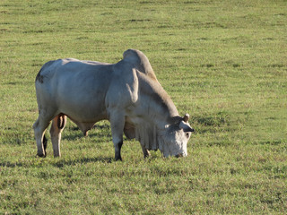 Nelore oxen grazing on a farm
