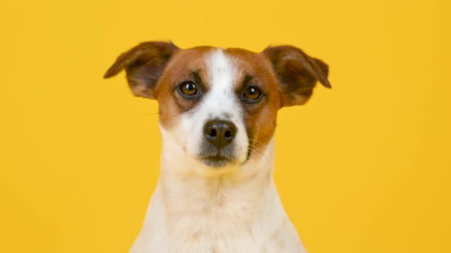 Portrait of a cute dog breed Jack Russell Terrier on a yellow background. Funny pets. Background for your text and design.
