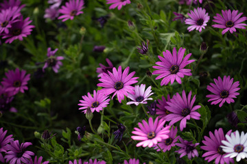Pink and white flowers in a flower garden