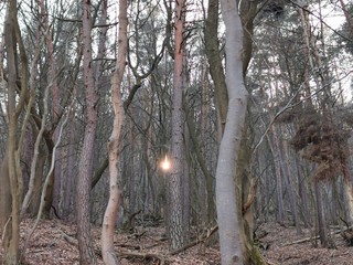 trees in the forest, gruseliger Wald mit Sonnenstrahl wie Diamant  - obrazy, fototapety, plakaty