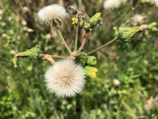 dandelion seed head