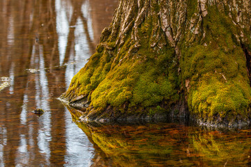 tree covered with moss