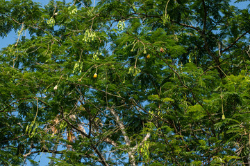 Bitter beans on the tree.The beans of other Parkia species  are also popular as culinary ingredient in Indonesia, Malaysia, Singapore, Laos, southern Thailand, Burma, and northeastern India.