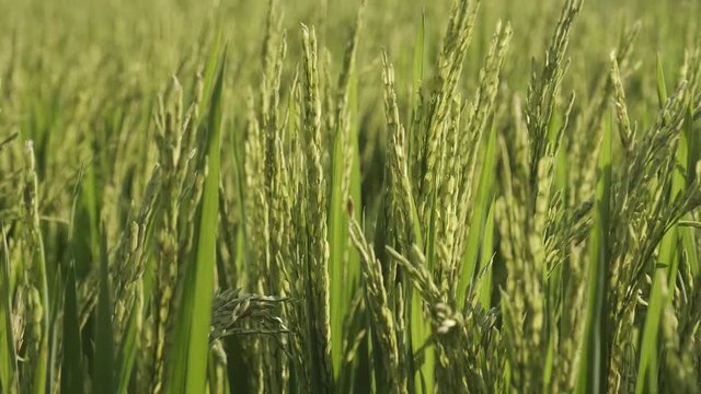 Bright green rice plants in field waving on fresh wind - agriculture, ecology, nature concept close up 4k footage