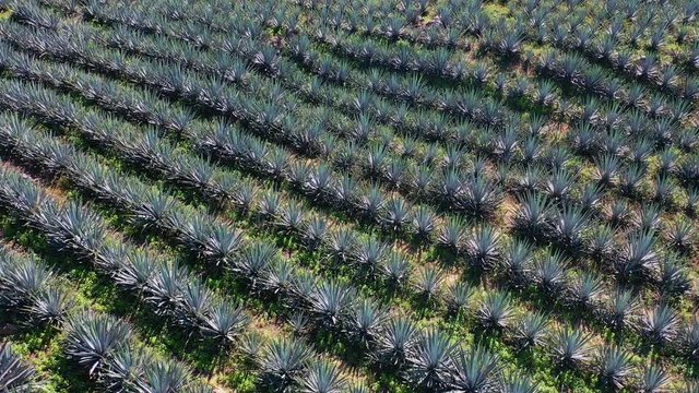 Blue agave, tequila agave, Agave tequilana, Tepic, Riviera Nayarit, Nayarit state, Mexico, Central America, America
