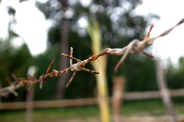 Close-up of rusty barbed wire on a natural background