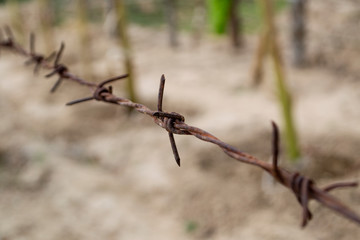 Close-up of rusty barbed wire on a natural background