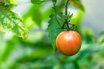 Fototapeta premium semi-ripe cherry tomato in a greenhouse