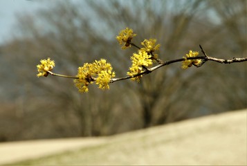 サンシュ一枝咲く