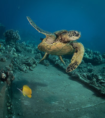 Obraz premium Green sea turtle hovers on the west side of maui and comes up or a breath over a sunken pier