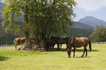 Horses grazing and standing under tree