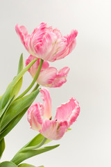 Beautiful pink parrot tulips on white background