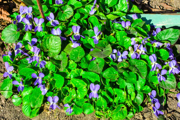 Violets. Beautiful first spring flowers bloom in the sunlight. Spring flowers. The first flowers.