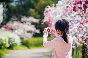 満開の桃の花を見ている子供
