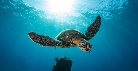 Green sea turtle hovers on the west side of maui and comes up or a breath over a sunken pier