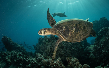 Naklejka na ściany i meble Green sea turtle hovers on the west side of maui and comes up or a breath over a sunken pier
