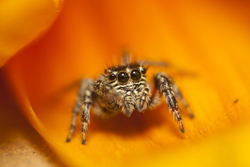 Jumping spider on lovely orange flower