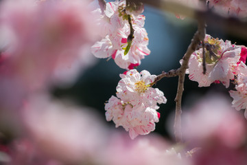 春の満開の桃の花