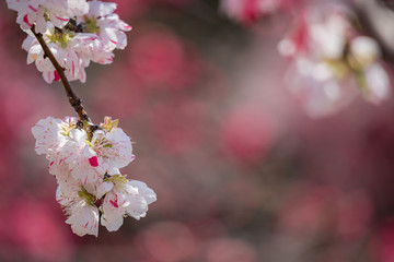 春の満開の桃の花