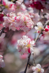 春の満開の桃の花