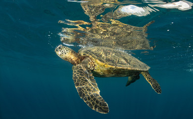 Green sea turtle hovers on the west side of maui and comes up or a breath over a sunken pier