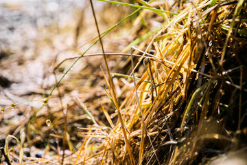 Fototapeta premium dried grass