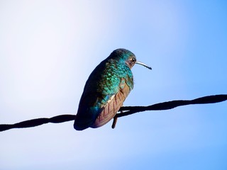 Colibrí en contraste © BRAEJAN