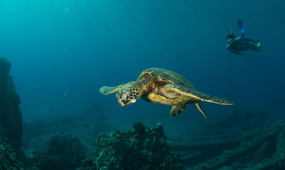 Fototapeta na wymiar Green sea turtle hovers on the west side of maui and comes up or a breath over a sunken pier