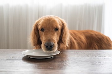 Golden retriever looking at the plate waiting for food