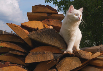 cat walks on the boards in the country on a summer day