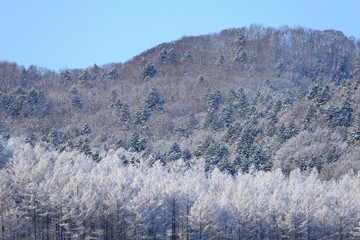 樹氷、霧氷、寒い朝、北海道、森、自然、冬、風景、木、雪、雪景色、山、森林、緑、植物、朝、雪山、林、氷、冬景色、自然現象、早朝、霜、樹木、新緑、冬の朝、寒い、日本、壁紙、積雪、白色、緑色、背景、バックグラウンド、模様、素材、背景素材、コピースペース、気象、冷たい、景色、屋外、エゾマツ、トドマツ、松