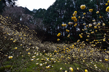 秘境の花園　ミツマタ群生地