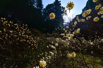 秘境の花園　ミツマタ群生地