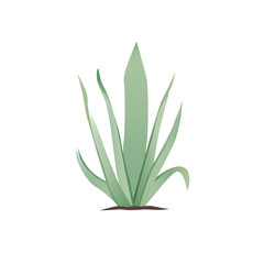 aloe vera plant on white for making your branding design template.