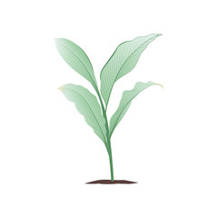 Green young plant with roots illustration for your design template.