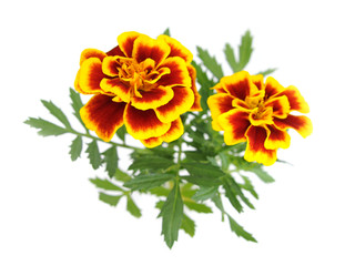 African Marigold