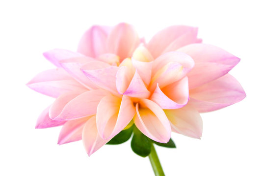 light pink  chrysanthemum dahlia