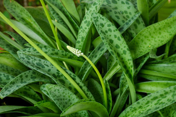 Fototapeta na wymiar Drimiopsis maculata is commonly known as little white soldiers, African false hosta, African hosta and leopard plant.