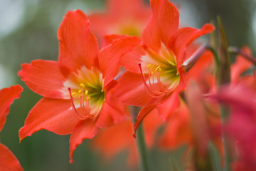 Fototapeta premium selective focus on orange flowers with blur background
