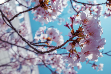 快晴の桜