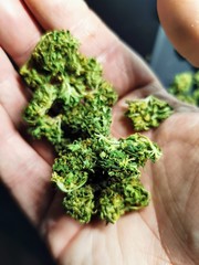 Naklejka na ściany i meble hands holding fresh herbs. Recreational cannabis buds in man's hand. 
