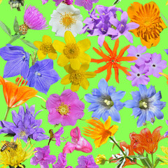 Different wildflowers. Seamless pattern.