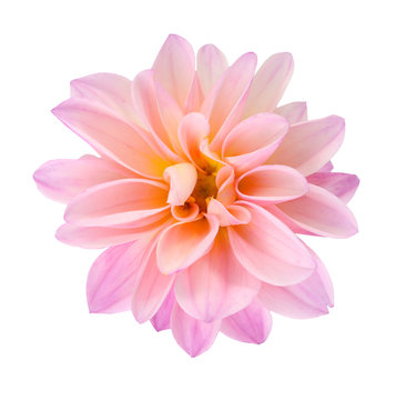 pink chrysanthemum dahlia
