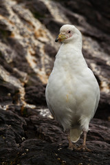 Antarctic pigeon specimen.