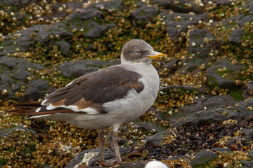 Juvenile gray gull